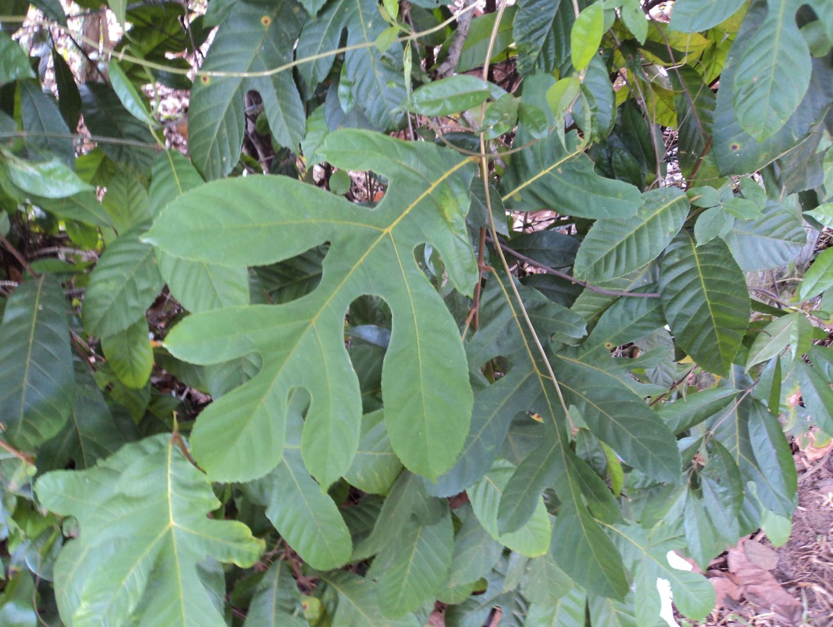 Artocarpus hirsutus Lam.